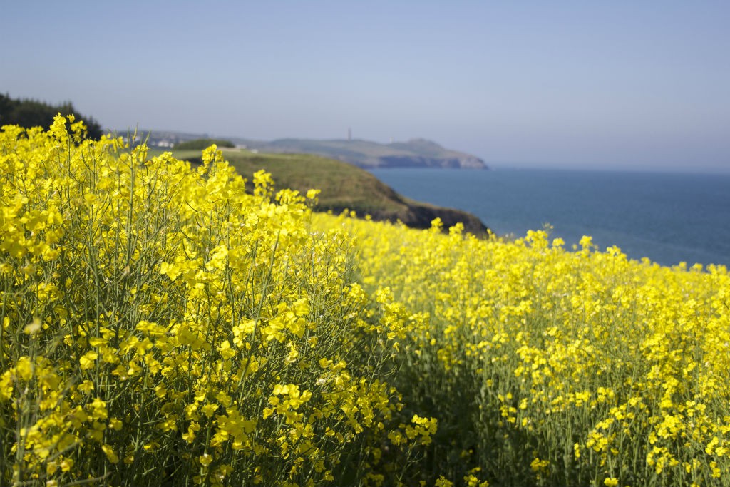 Wicklow rapeseed oil field